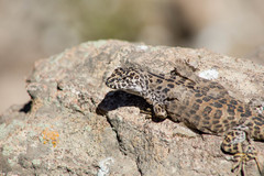 Liolaemus leopardinus