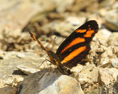 Castilia eranites