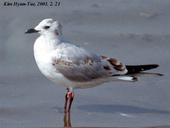 Saundersilarus saundersi