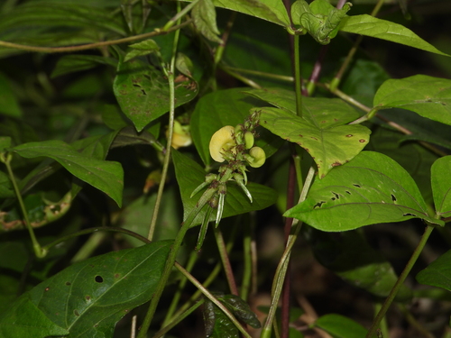 Tropical cowpea (Vigna juruana)