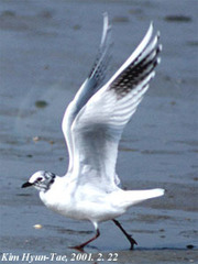 Saundersilarus saundersi