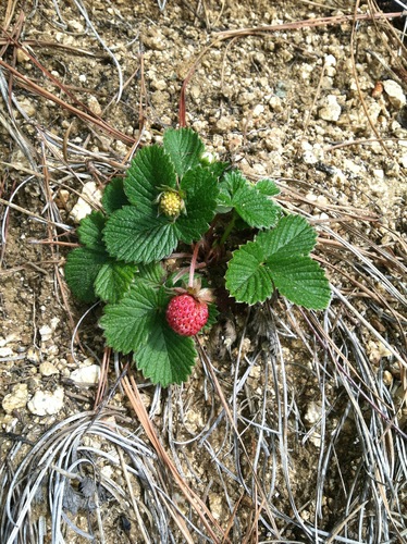 Fragaria X bringhurstii