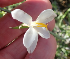 Hesperantha bachmannii