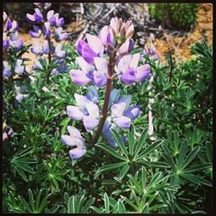 Lupinus variicolor