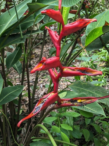 Image of Heliconia irrasa by (c) JCorven, some rights reserved (CC BY)