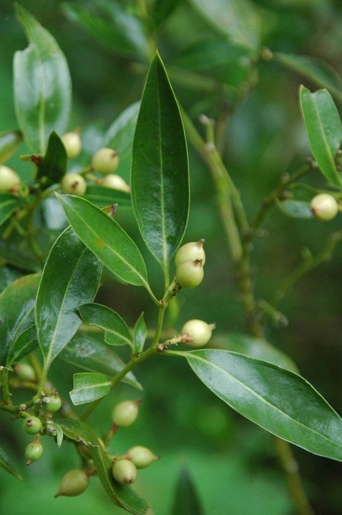 Sarcococca conzattii