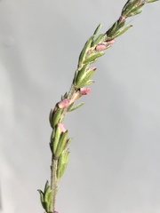 Muraltia dispersa