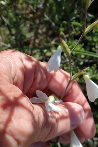 Image of Renoster Eveninglily (Hesperantha bachmannii) by no rights reserved