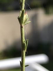 Muraltia dispersa