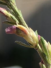 Muraltia dispersa
