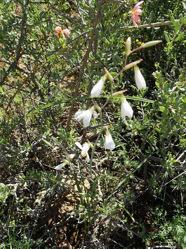 Image of Renoster Eveninglily (Hesperantha bachmannii) by no rights reserved