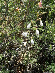 Hesperantha bachmannii