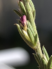 Muraltia dispersa
