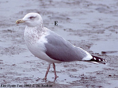 Larus argentatus vegae
