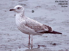 Larus argentatus vegae