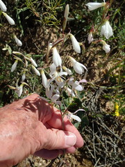 Hesperantha bachmannii