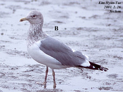 Larus argentatus vegae