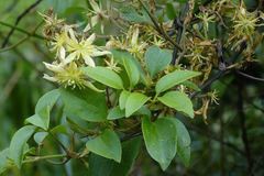 Clematis foetida