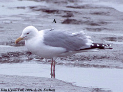 Larus argentatus mongolicus