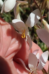 Hesperantha bachmannii
