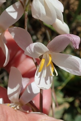 Hesperantha bachmannii