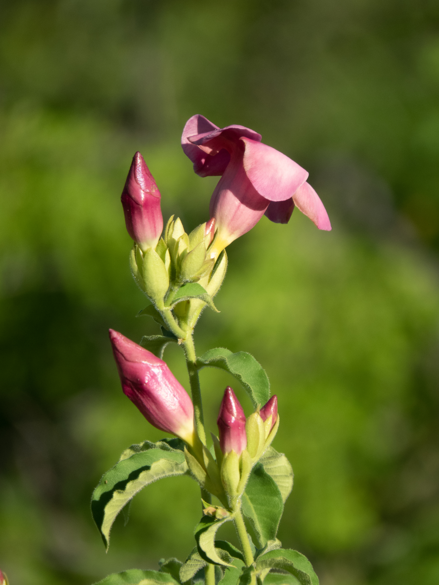 Allamanda blanchetii