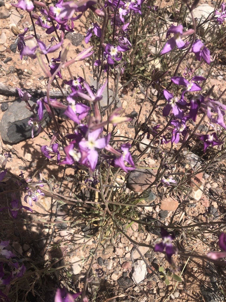 Evening Stock from Sycamore Canyon Rd, Clarkdale, AZ, US on April 6