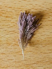 Corallina officinalis