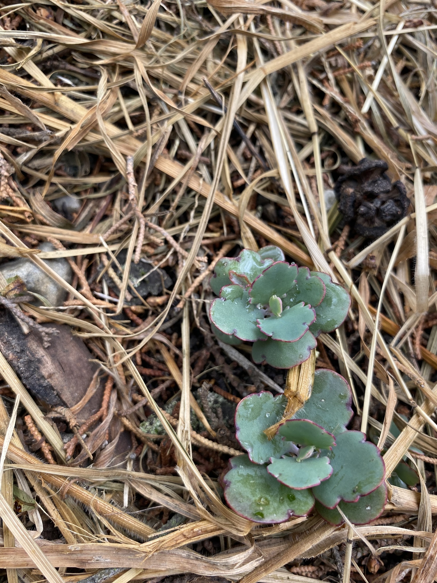Crassulaceae image