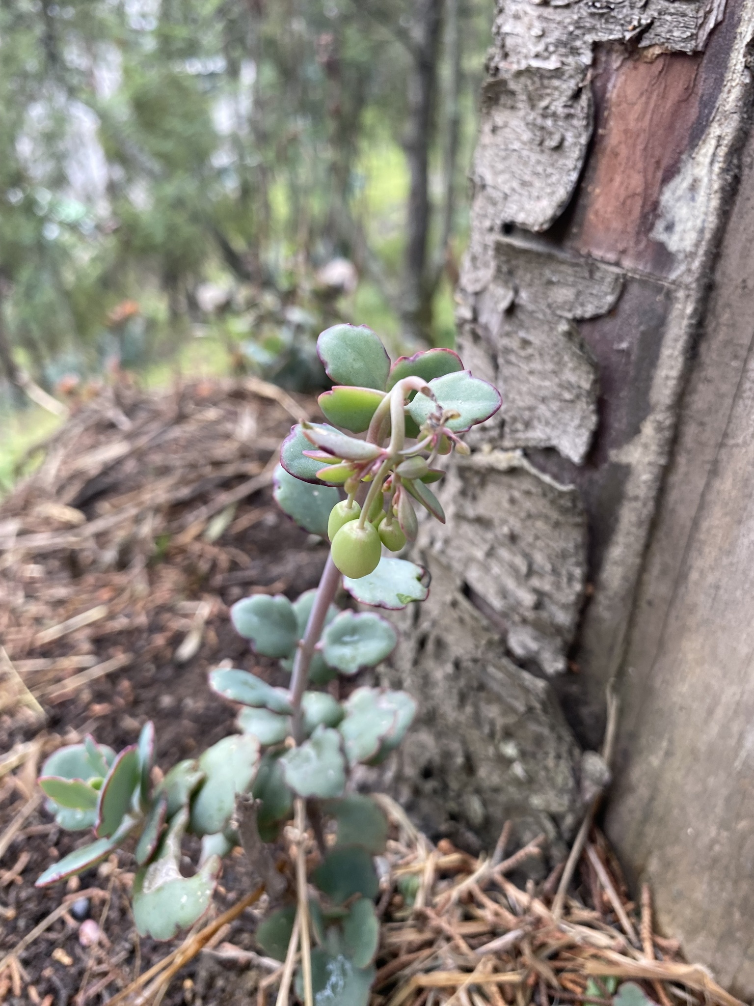 Kalanchoe image