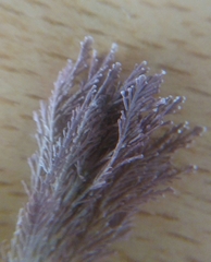 Corallina officinalis