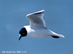 Saundersilarus saundersi