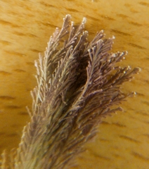 Corallina officinalis