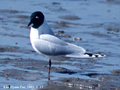 Saundersilarus saundersi