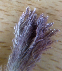 Corallina officinalis