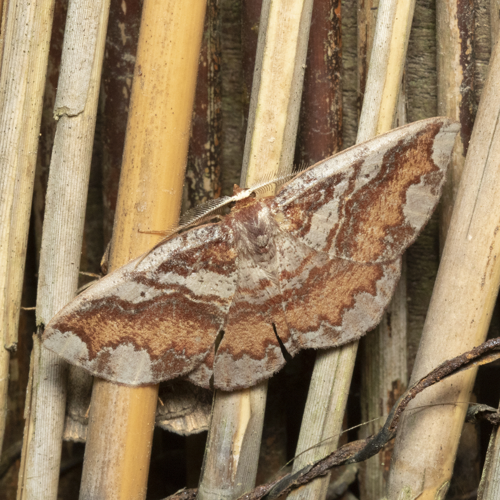 Lobopola cimarrona
