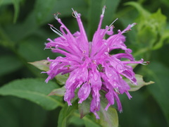 Monarda × medioides