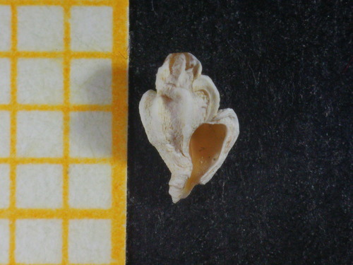 Representative image of Dermomurex scalaroides