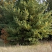 photo of Eastern White Pine (Pinus strobus)