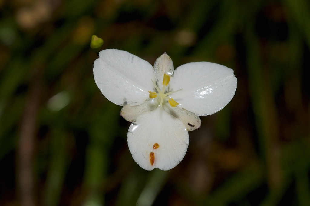 Sisyrinchieae