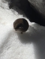 Mogollon Vole (Microtus mogollonensis) — Data Deficient Mammalia