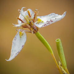 Moraea brevistyla