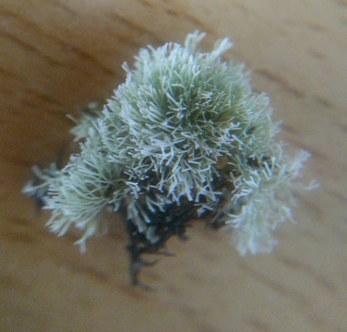 Representative image of Jania rubens