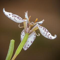 Moraea brevistyla
