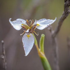 Moraea brevistyla
