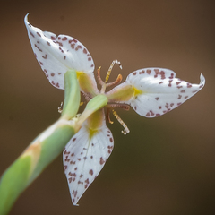 Moraea brevistyla