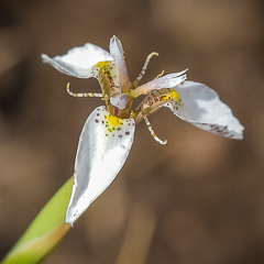 Moraea brevistyla