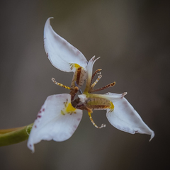 Moraea brevistyla