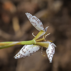 Moraea brevistyla