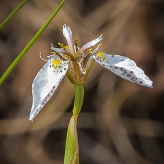 Moraea brevistyla